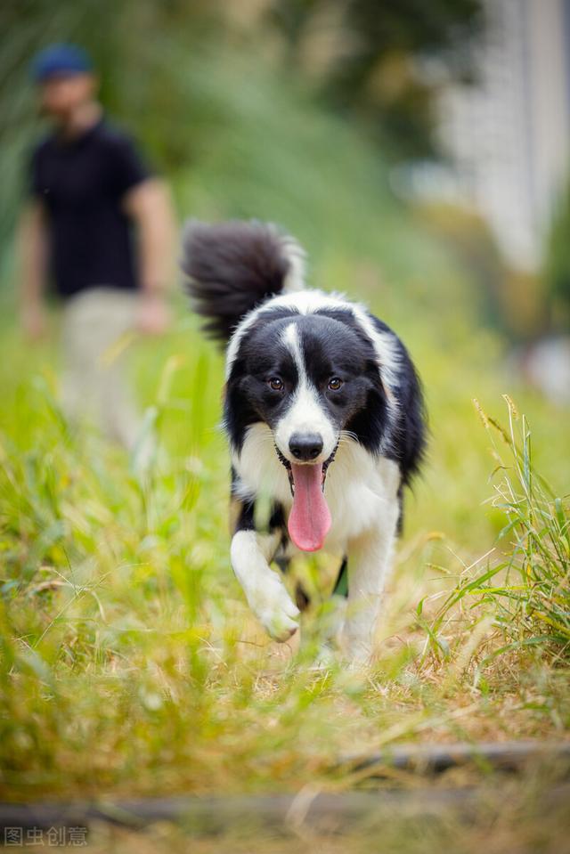 博美犬的寿命是多少年