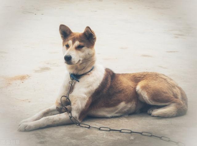 博美犬的寿命是多少年