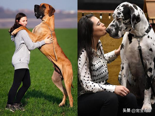 波尔多犬多少钱