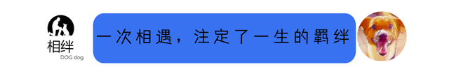 小狗呕吐拉稀不吃东西没精神怎么办