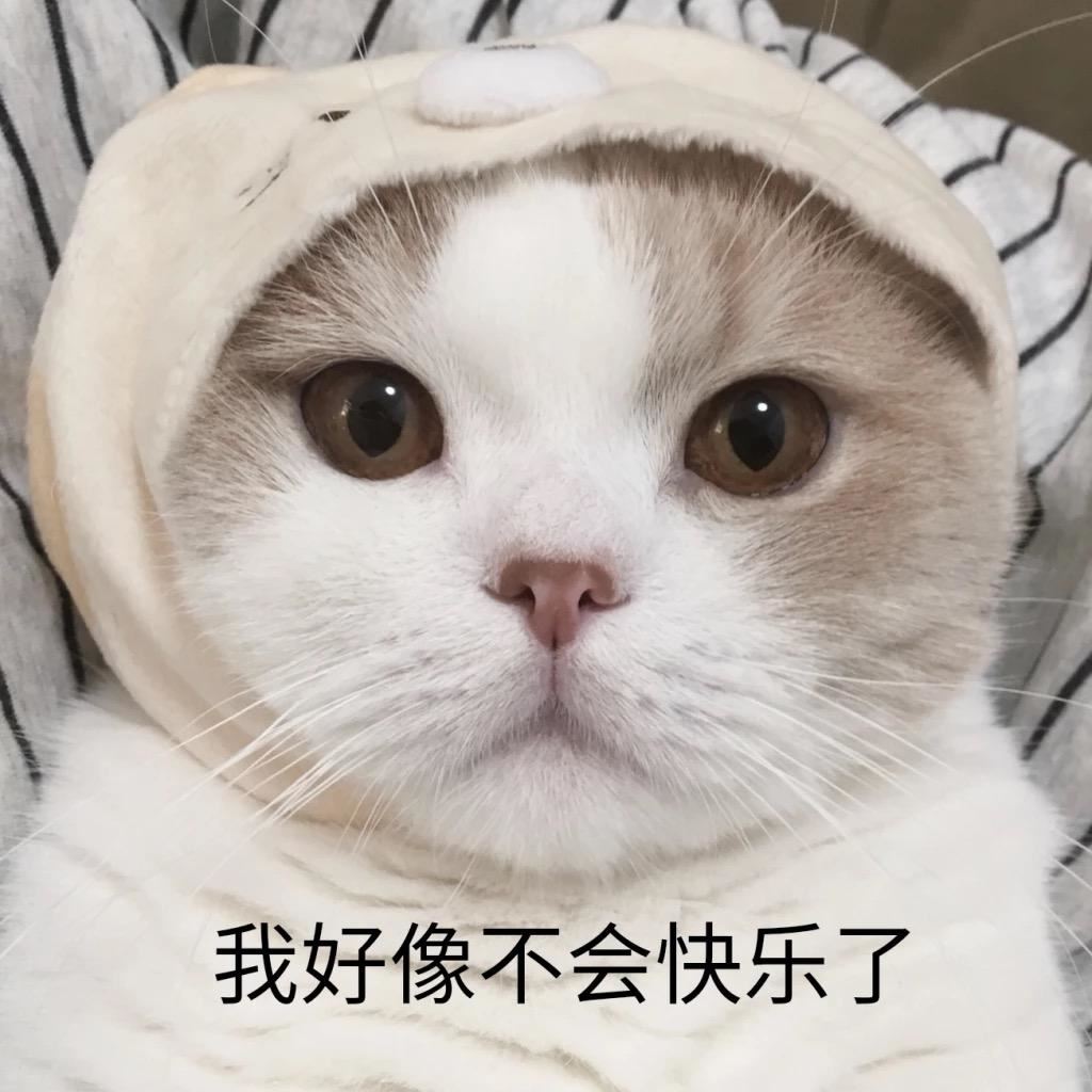 一只猫咪有这些现象，多半是肚子里有“虫”了，你家猫有吗