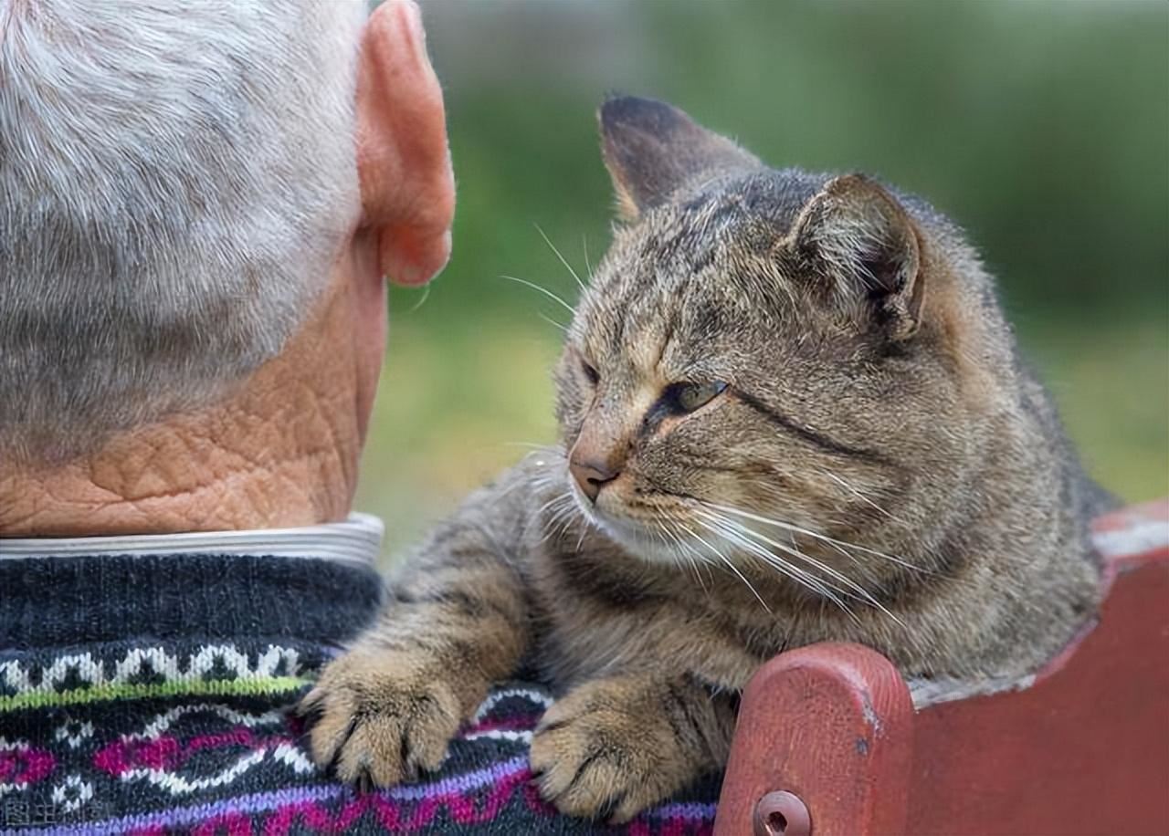 猫咪用爪子“扒拉”你，其实是想告诉你这几件事