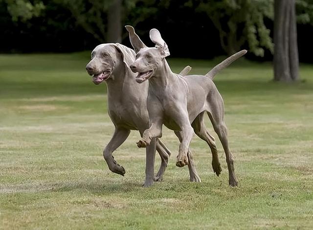 魏玛猎犬价格