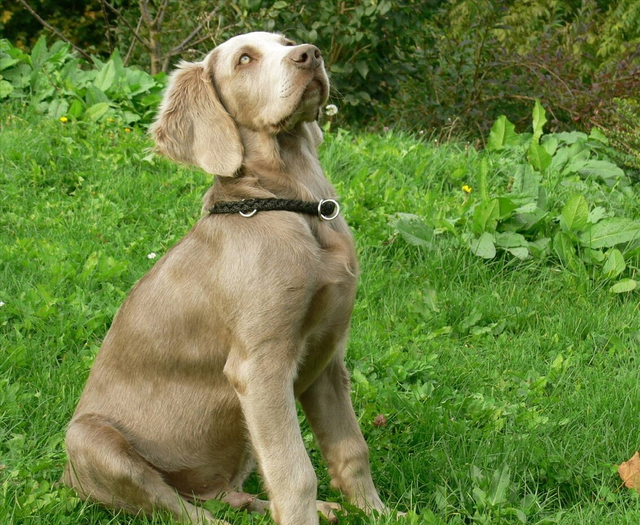 魏玛猎犬价格