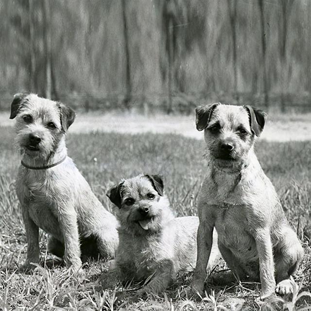 边境梗犬