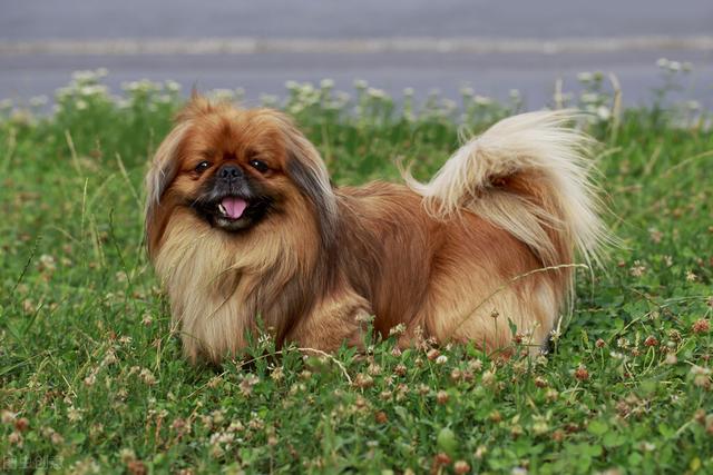 小型犬品种大全