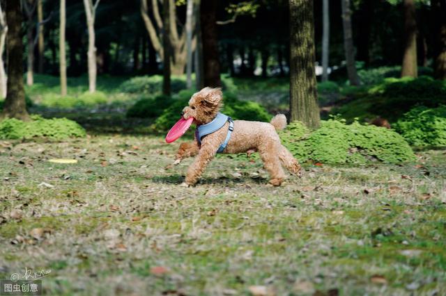 狗狗接飞盘动图