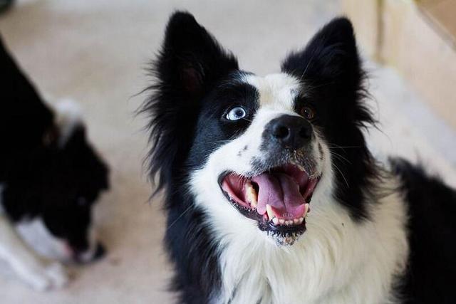 边境牧羊犬性格特点优缺点