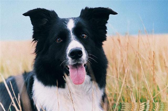 边境牧羊犬性格特点优缺点