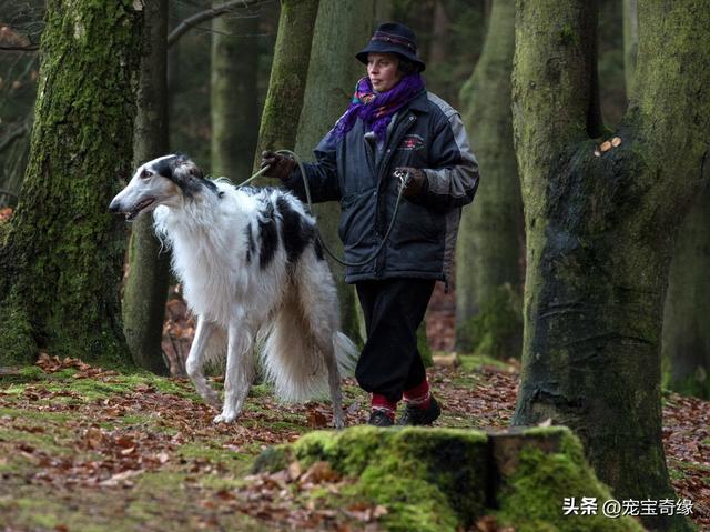 波尔多犬多少钱