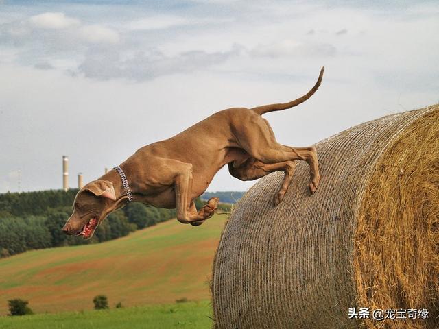 波尔多犬多少钱