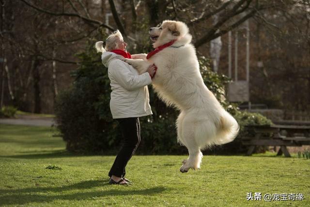 波尔多犬多少钱