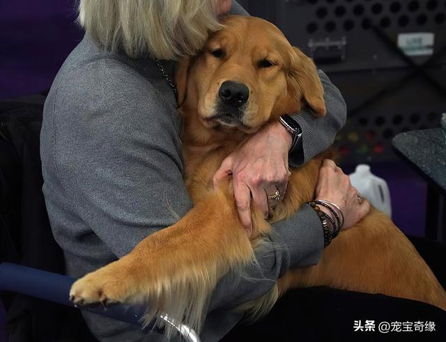 波尔多犬多少钱