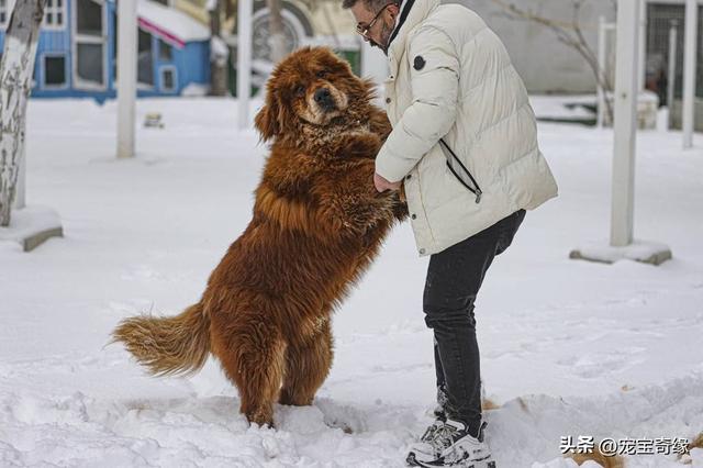 波尔多犬多少钱