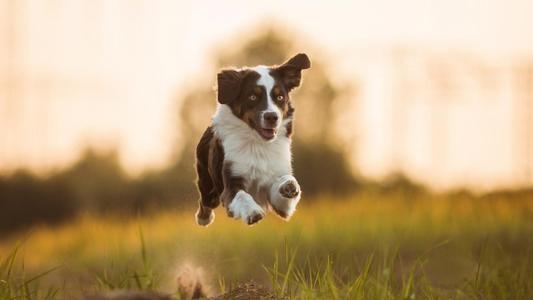 巴赛特猎犬守护神