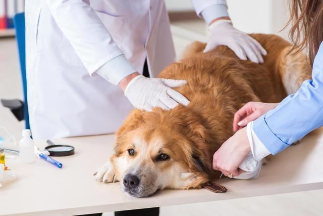 巴赛特猎犬守护神