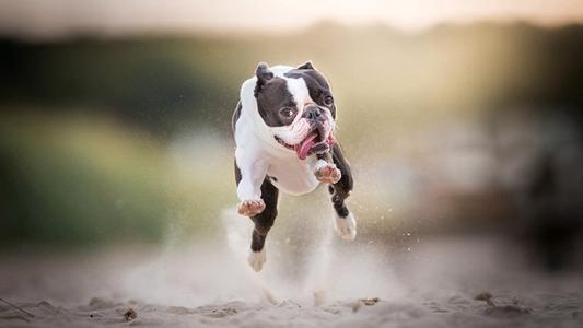 巴赛特猎犬守护神