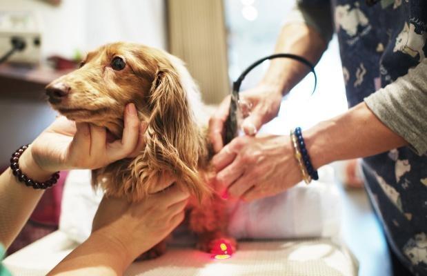 巴赛特猎犬守护神