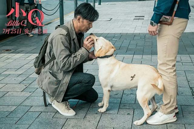 导盲犬小q是什么犬