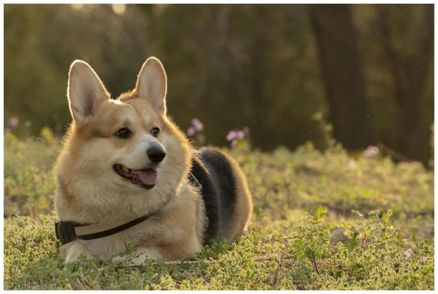 狐狸狗吃什么食物