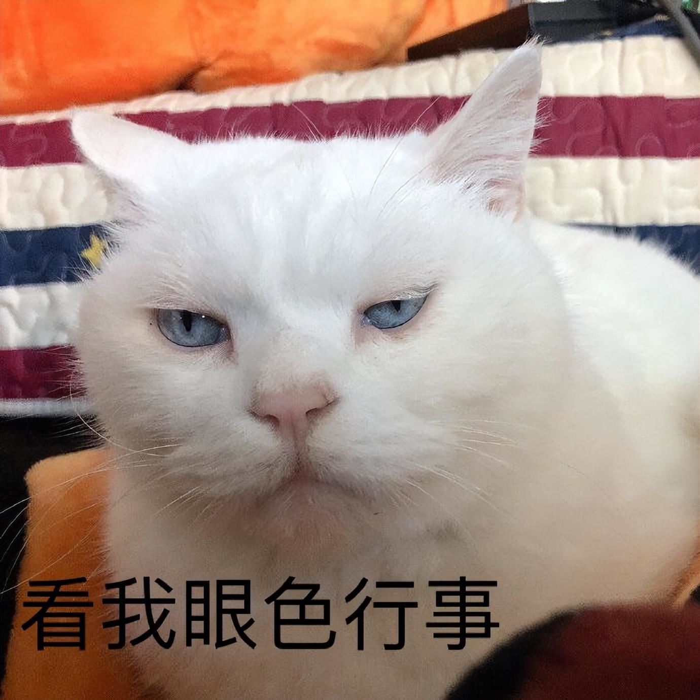 猫咪智商高有这几个表现，别小瞧它了