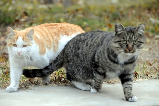 领养猫咪的平台