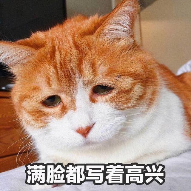 家猫的寿命多少年