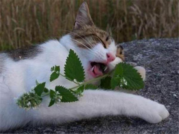 猫薄荷对猫有什么作用可以吃吗