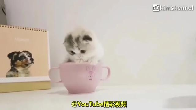 茶杯猫图片大全