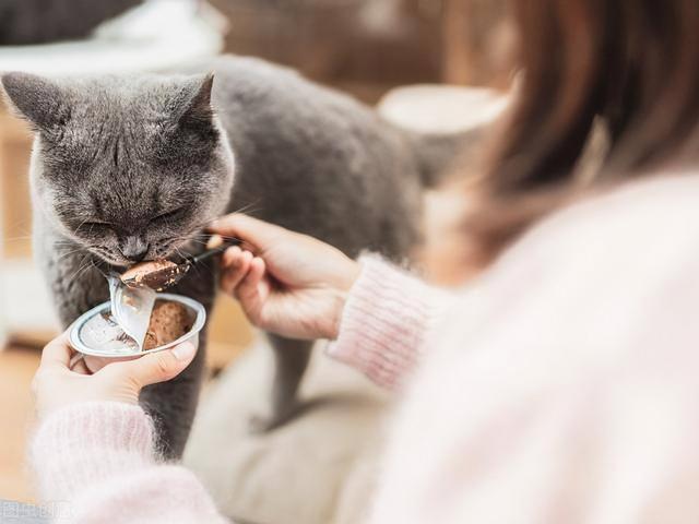 猫爬架有必要买吗