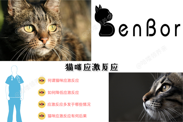 猫应激反应有哪些表现