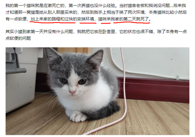 猫应激反应有哪些表现