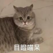 虎斑暹罗猫多少钱一只