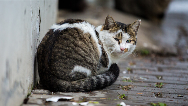 领养猫咪的平台