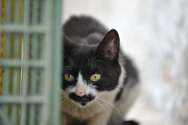 领养猫咪的平台