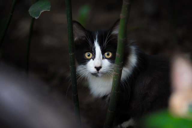 领养猫咪的平台