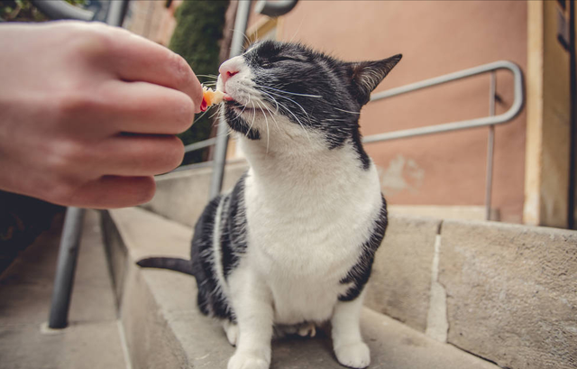 领养猫咪的平台