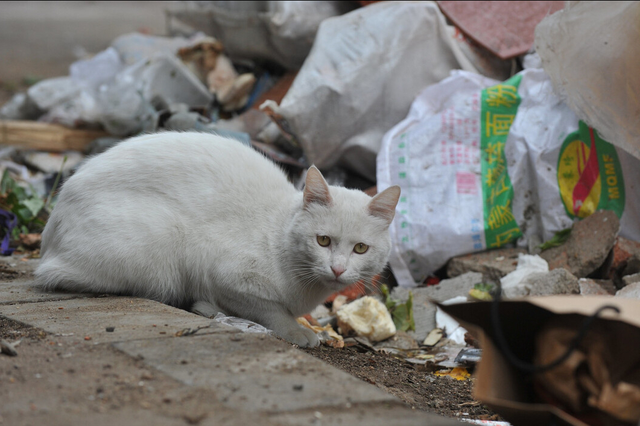 领养猫咪的平台