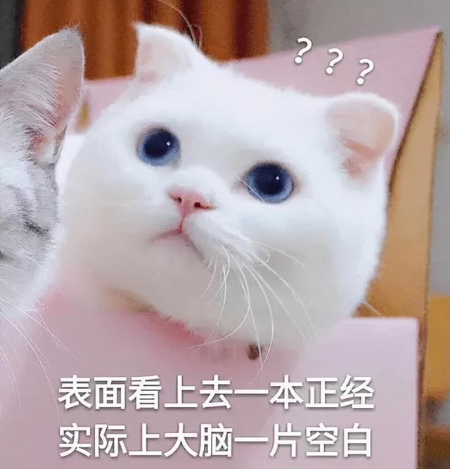 狗生猫是真的吗