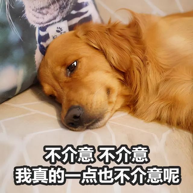 狗生猫是真的吗