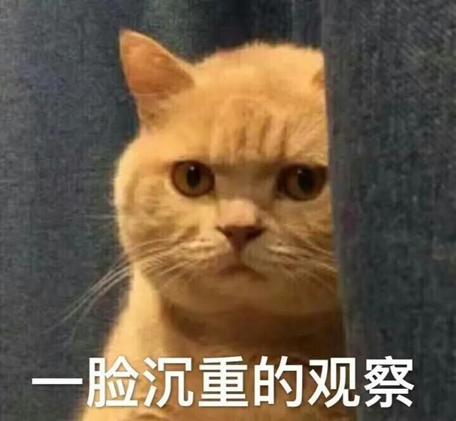 狗生猫是真的吗