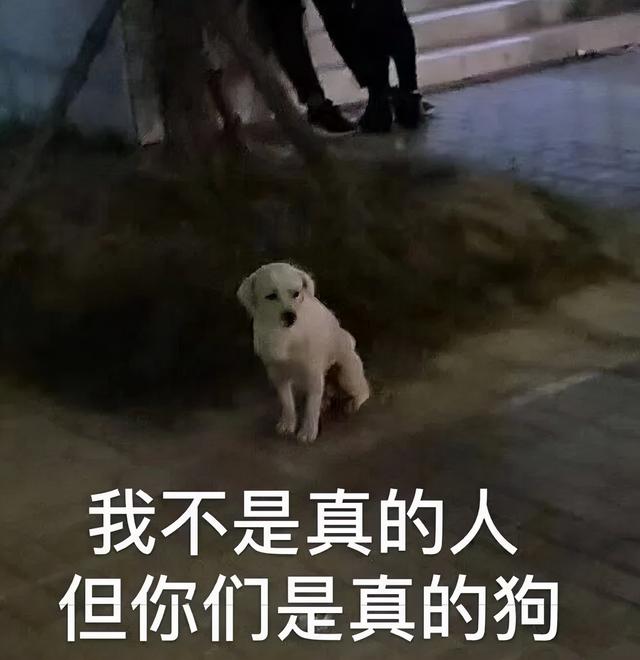 狗生猫是真的吗