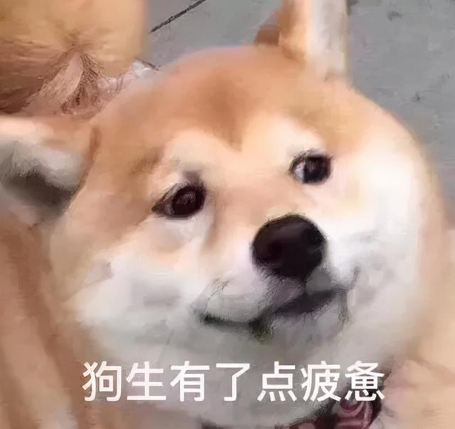 狗生猫是真的吗