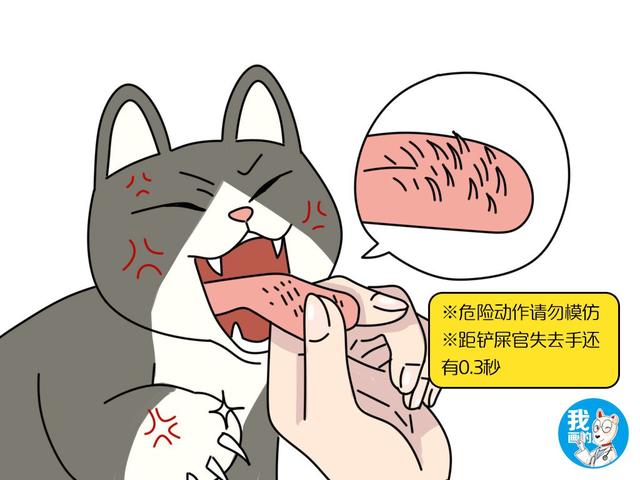 宠物猫吃鱼会卡刺吗