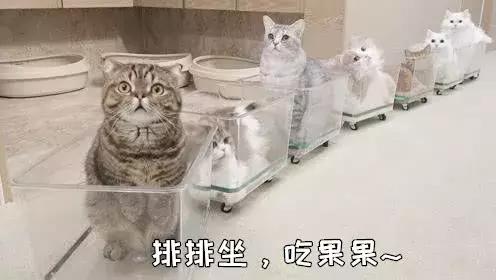 猫咪怎么托运到外地