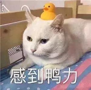 猫咪怎么托运到外地