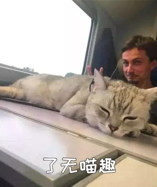 猫咪怎么托运到外地