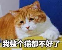 猫咪怎么托运到外地