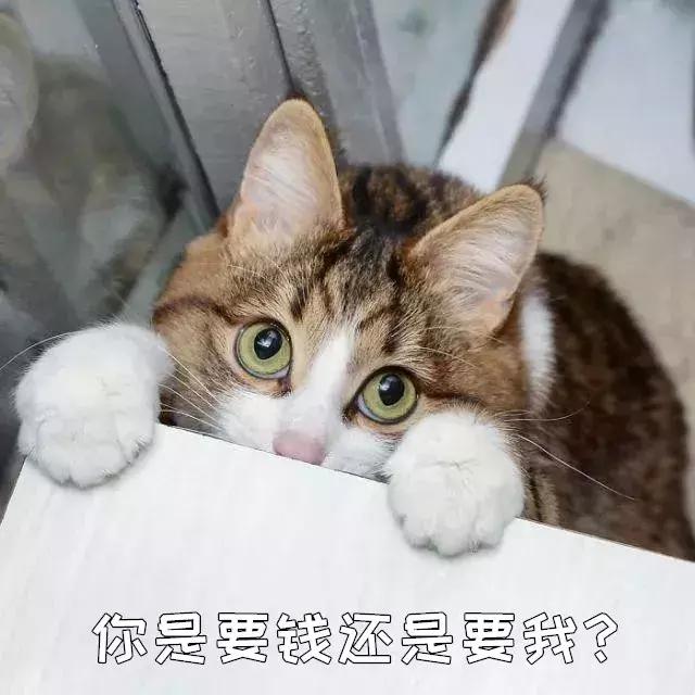 猫咪怎么托运到外地