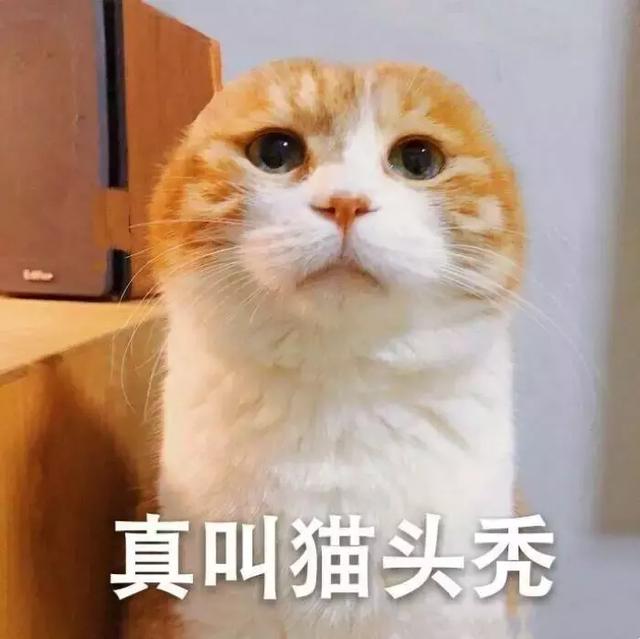 猫咪怎么托运到外地